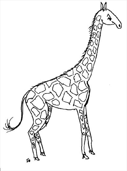 Zwierzęta egzotyczne i hodowlane - żyrafa.gif