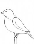 ptaki1 - wróbel.jpg