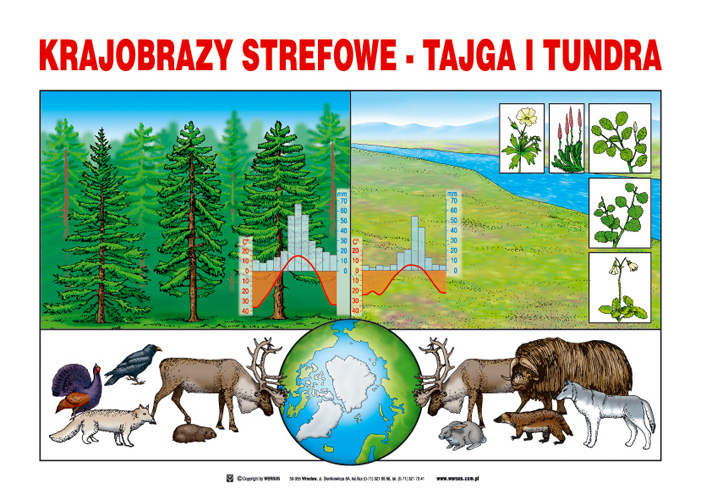 tablice edukacyjne1 - krajobrazy strefowe-tajga i tundra.jpg