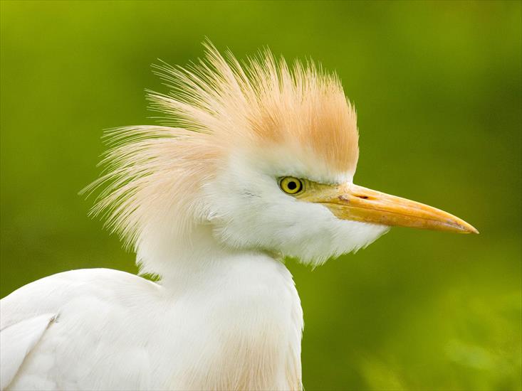 ptaki2 - Cattle Egret, Florida.jpg