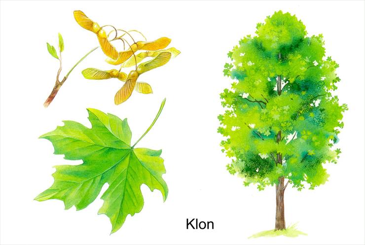 Drzewa - klon 1.jpg