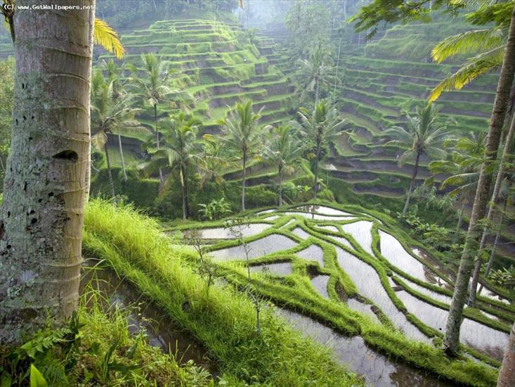 Tapety na Pulpit - Terraced_Rice_Paddies_indonezia.jpg