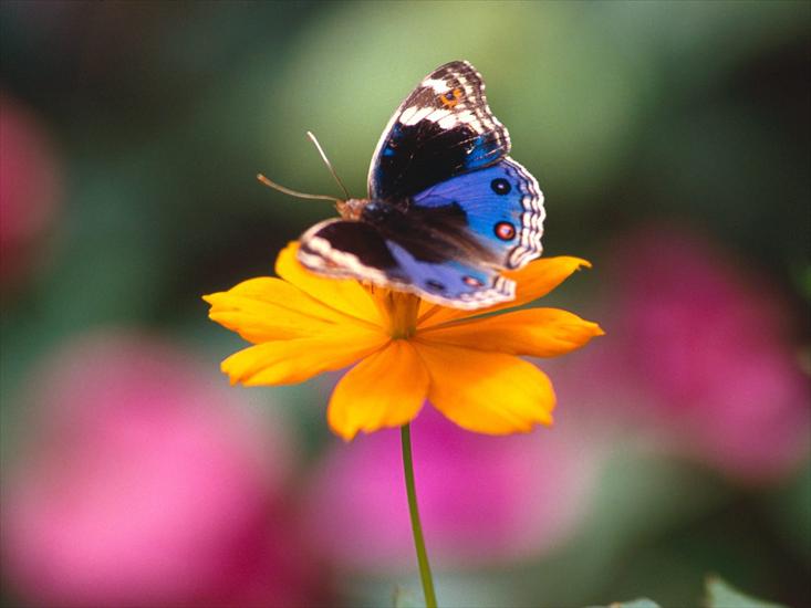 Piękne motyle - motyle.0006.jpg