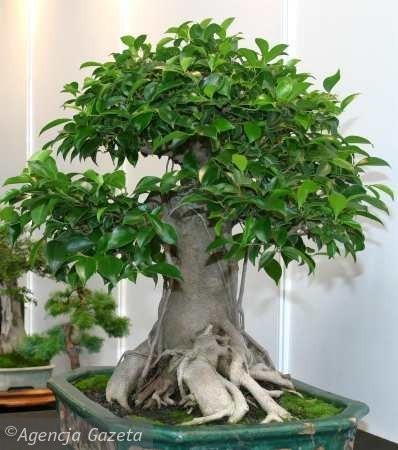 Przepiękne bonsai - mediumjvjzln47a2e5fb288a6.jpg