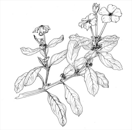 Leczenie - Catharanthus Roseus - Barwinek różyczkowy Akkuamina, k...rozyna, windolina, winkrystyna, winblastyna, winkamina.jpg