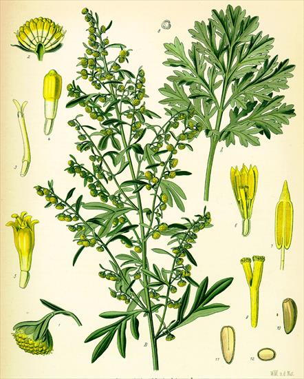 Leczenie - Artemisia Absinthium - Bylica piołun Tujon.jpg